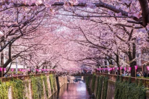 Perkiraan Bunga Sakura Mekar di Jepang