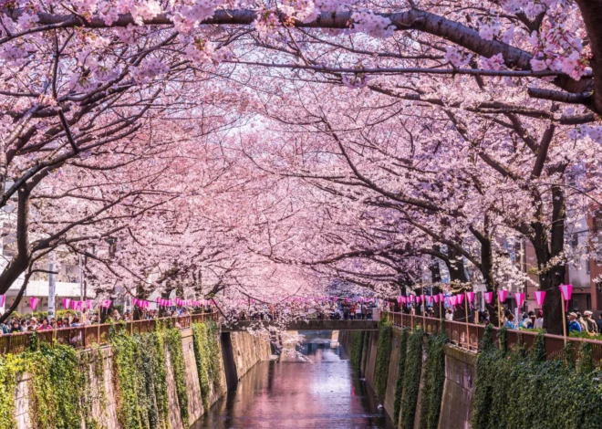 Catat !! Perkiraan Bunga Sakura Mekar di Jepang Tahun 2024