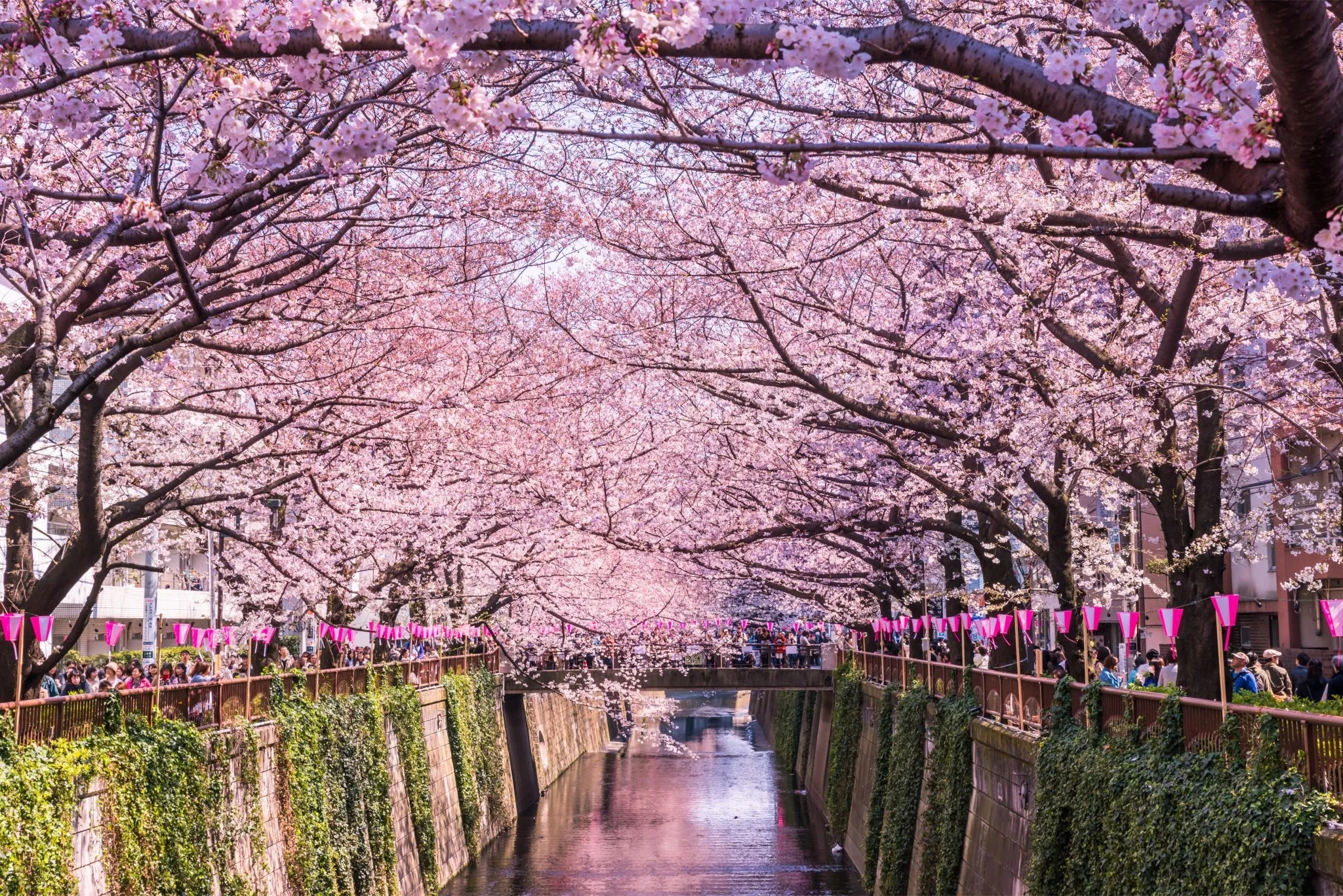 Catat !! Perkiraan Bunga Sakura Mekar di Jepang Tahun 2024