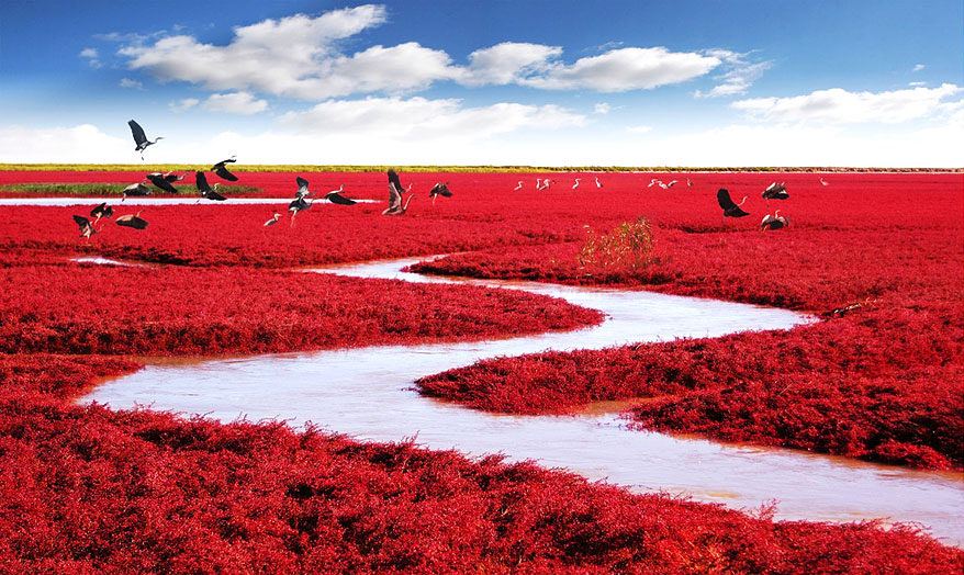 Super Unik !! Menjelajahi Keunikan Red Beach Panjin China