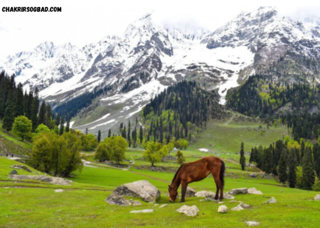 Surga Tersembunyi : Menjelajahi Keindahan Kashmir India