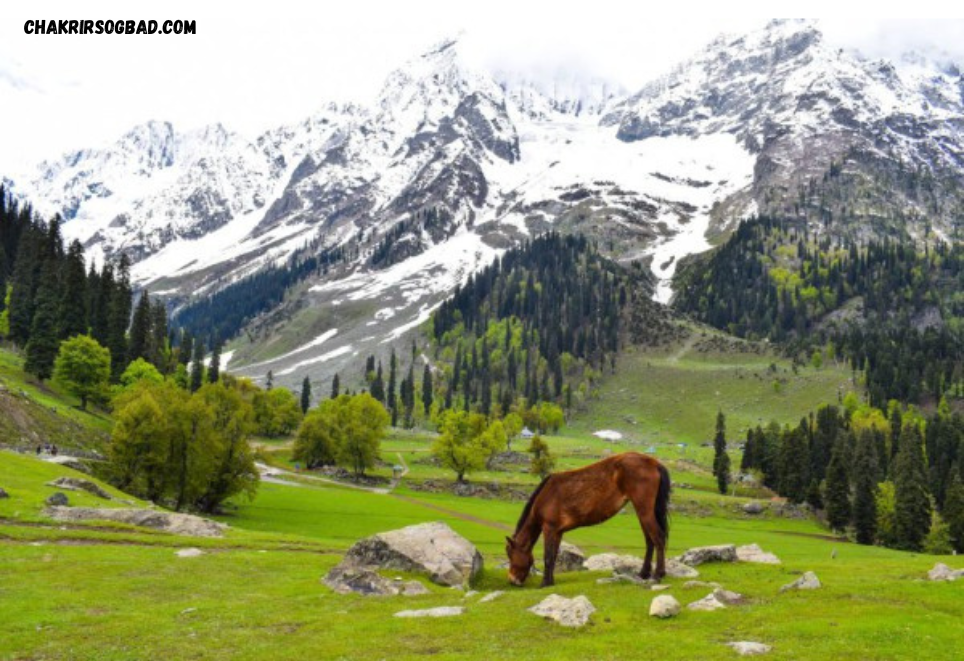 Surga Tersembunyi : Menjelajahi Keindahan Kashmir India