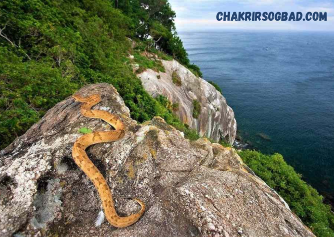 Pulau-Pulau Misterius di Dunia yang Dilarang untuk Dikunjungi