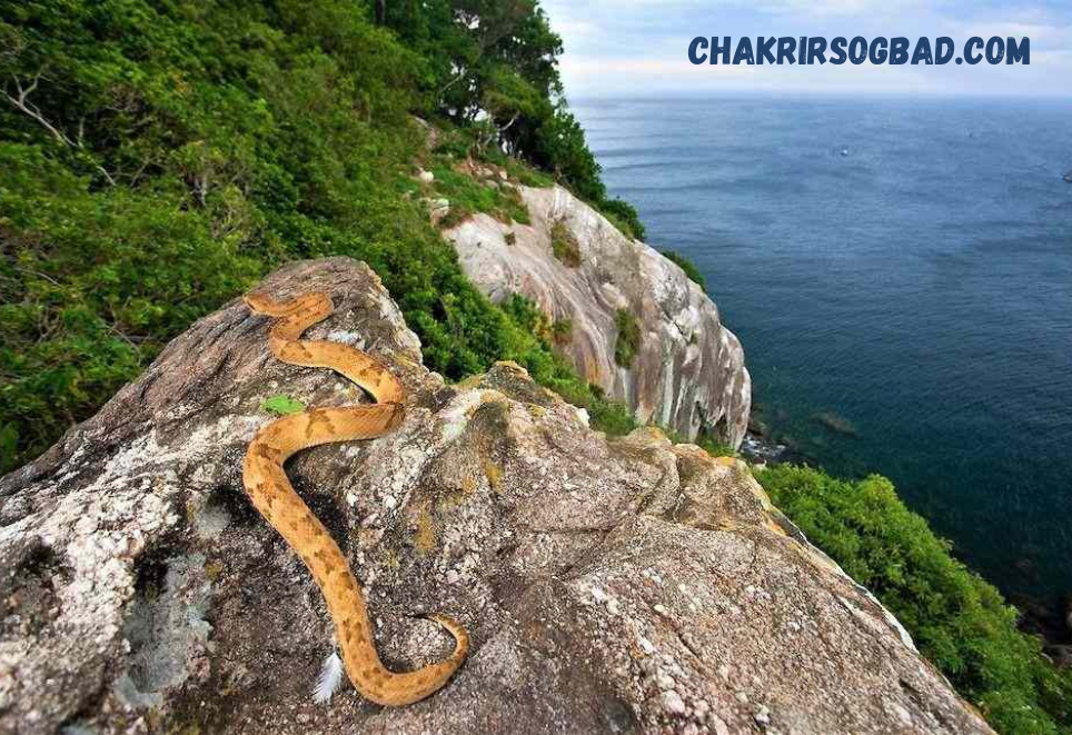 Pulau-Pulau Misterius di Dunia yang Dilarang untuk Dikunjungi